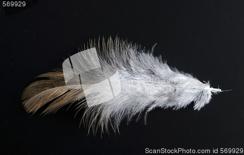 Image of feather