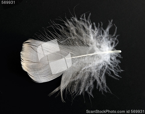 Image of feather