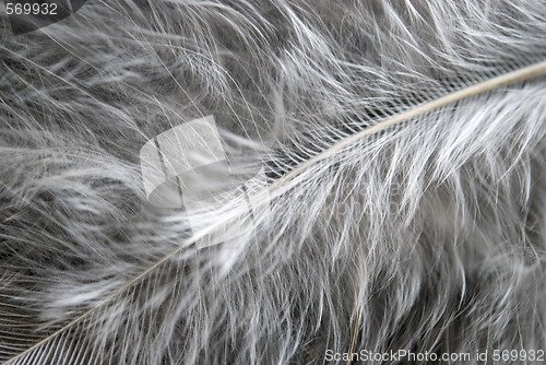 Image of feather