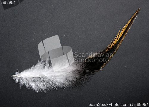 Image of feather