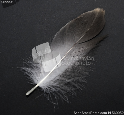 Image of feather