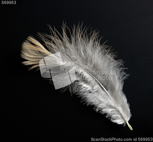 Image of feather