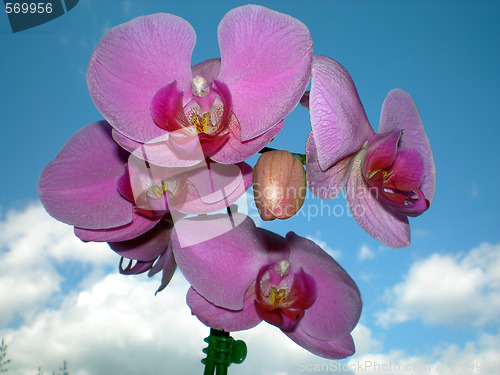 Image of Exotic flowers