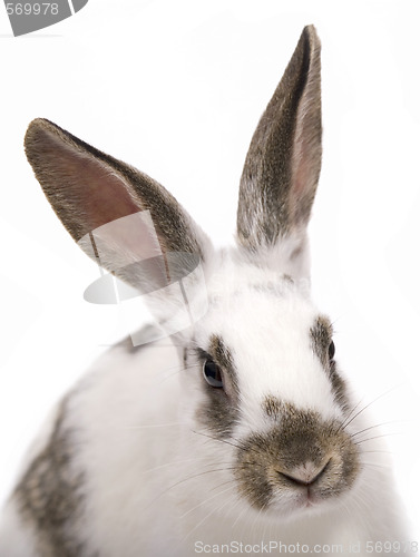 Image of rabbit