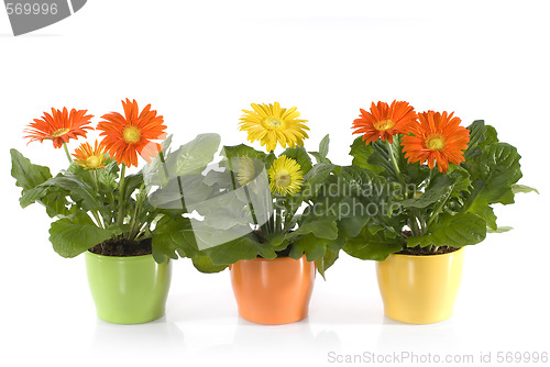 Image of Gerbera Daisies