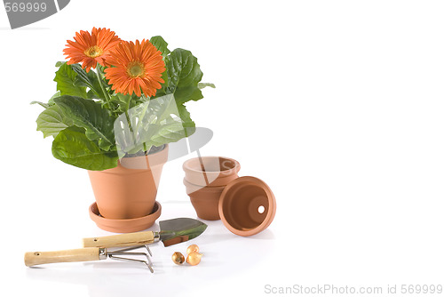 Image of gardening