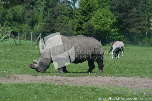 Image of Eating Rhino