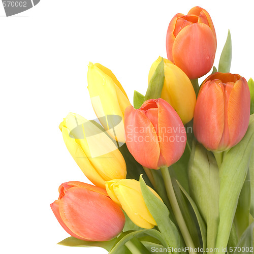 Image of tulips