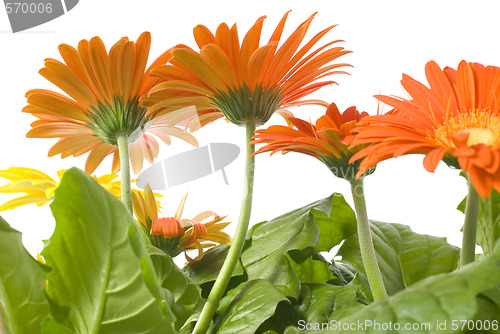 Image of Gerbera Daisies