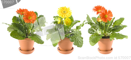 Image of Gerbera Daisies