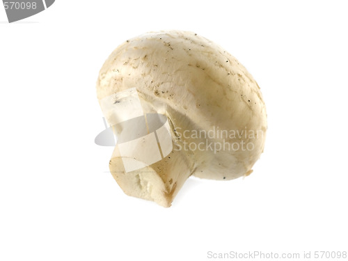 Image of fresh champignon 