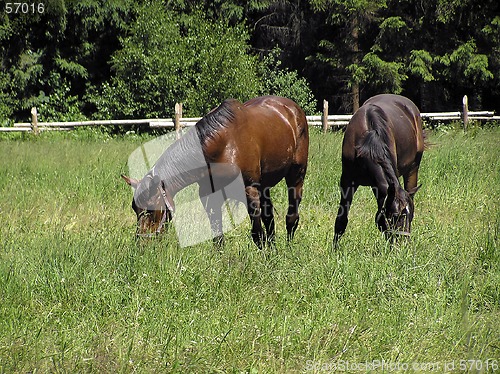 Image of Horses