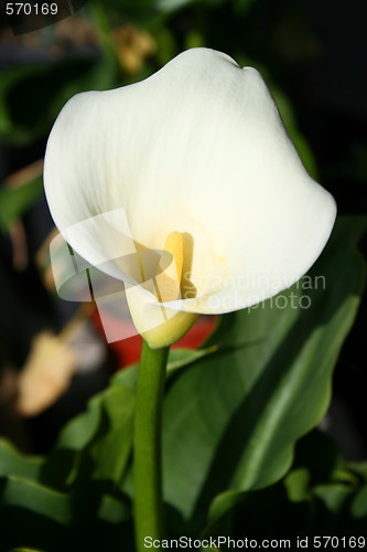Image of Cala Lily Flower