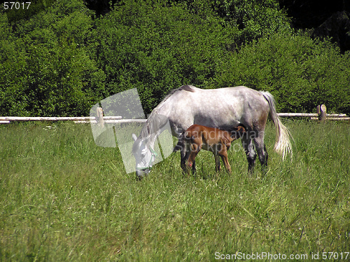 Image of Horses