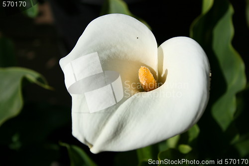 Image of Cala Lily Flower