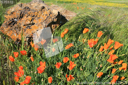Image of California Poppy Flowers