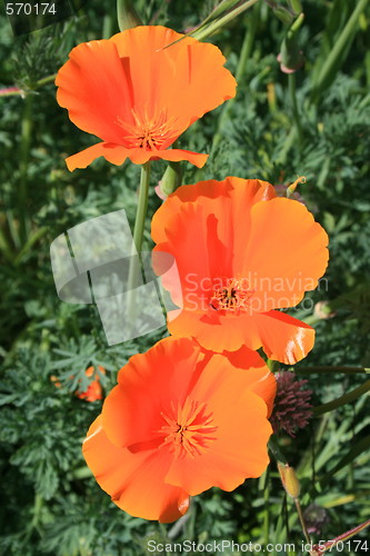 Image of California Poppy Flowers