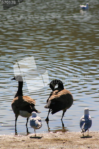 Image of Canadian Geese And Seagulls