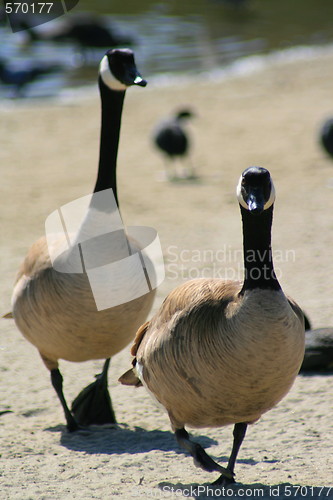 Image of Canadian Geese Walking