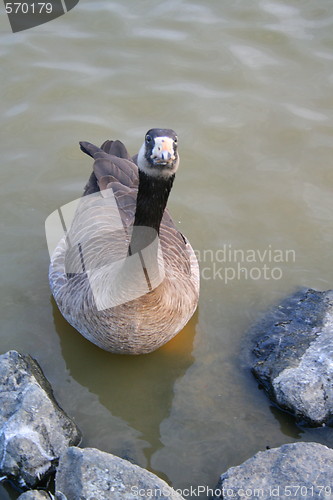 Image of Canadian Goose Close Up