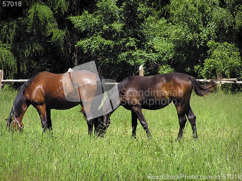 Image of Horses