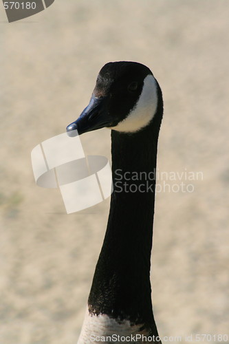 Image of Canadian Goose Portrait