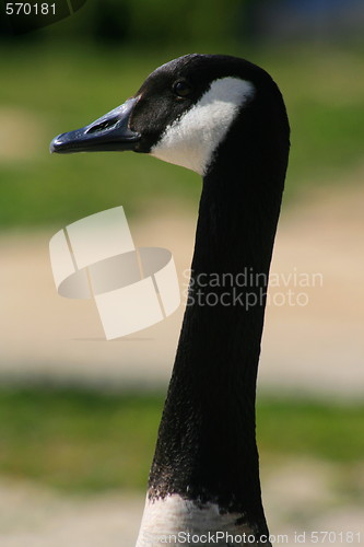 Image of Canadian Goose Portrait