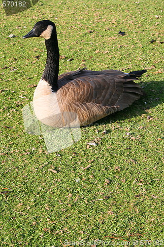 Image of Canadian Goose Resting