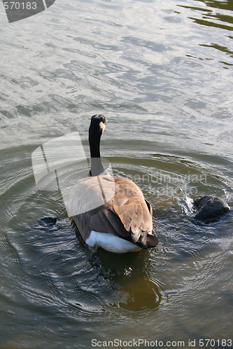 Image of Canadian Goose Swimming Away