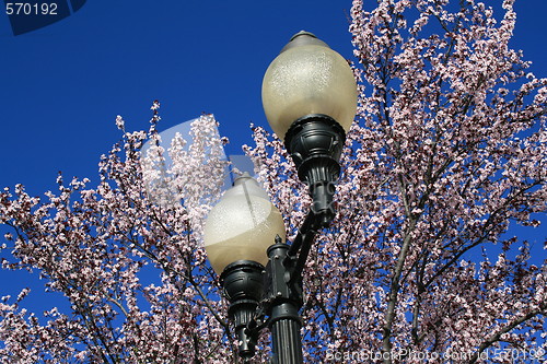 Image of Cherry Blossoms And A Light Pole