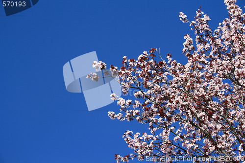 Image of Cherry Blossoms