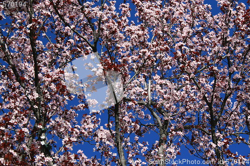 Image of Cherry Blossoms