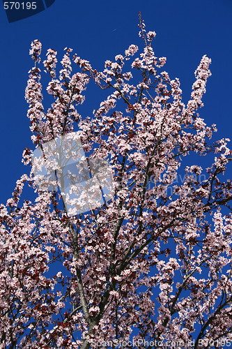 Image of Cherry Blossoms