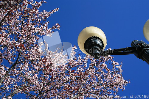 Image of Cherry Blossoms And A Light Pole