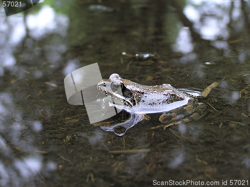 Image of Frog