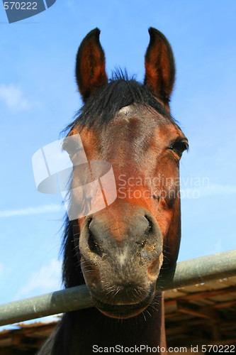 Image of Dark Brown Horse