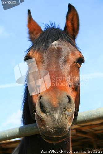 Image of Dark Brown Horse