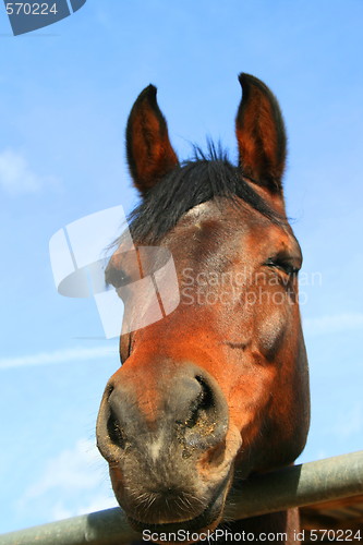 Image of Dark Brown Horse