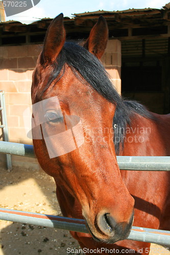 Image of Dark Brown Horse