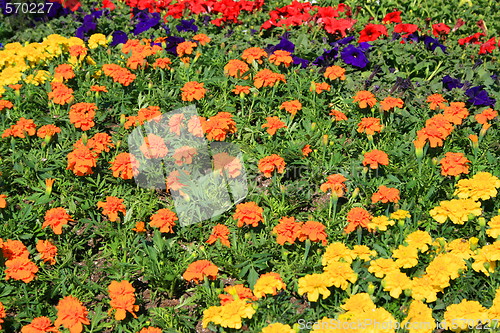 Image of Marigold And Petunia Flowers