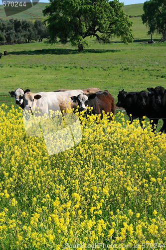 Image of Cows