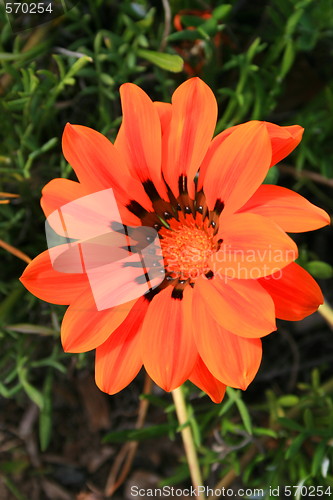 Image of Daisy Flower