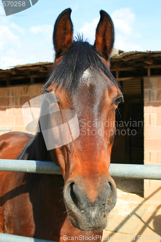 Image of Dark Brown Horse