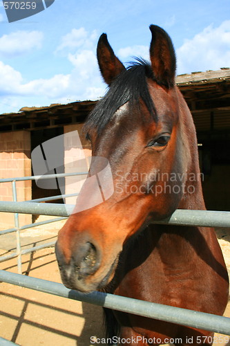 Image of Dark Brown Horse