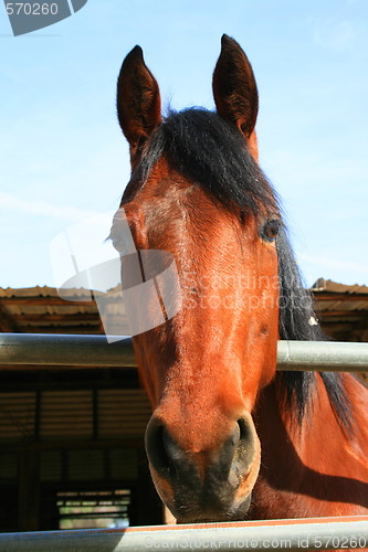 Image of Dark Brown Horse