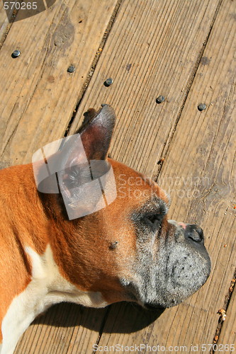 Image of Boxer Dog Laying On A Floor