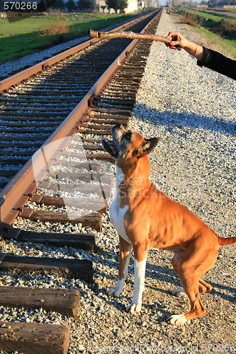Image of Boxer Dog Training
