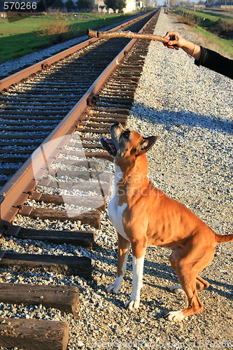 Image of Boxer Dog Training