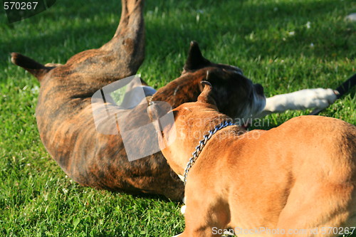 Image of Dogs Playing