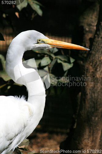 Image of Great White Egret